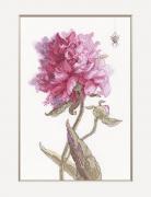Peonies - Grace