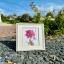 Peonies - Grace