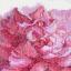 Peonies - Grace