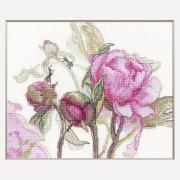Peonies - Delight
