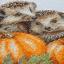 Hedgehogs in the Harvest