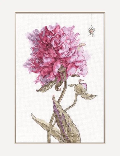 Peonies - Grace