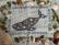 Wild Whimsy Whale