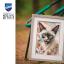 Siamese Cat