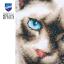 Siamese Cat