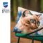 Cushion - Siamese Cat