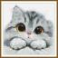 Shy kitten