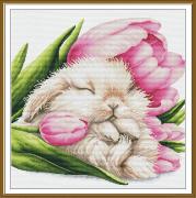 Tulip dreams