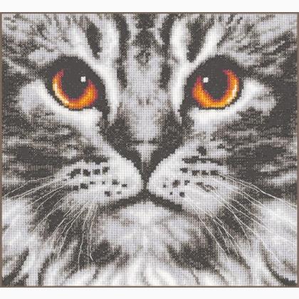 Cat close-up