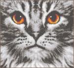 Cat close-up