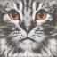 Cat close-up