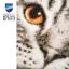 Cat close-up