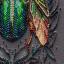 Emerald Beetle