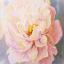 Floral Grace - Framed
