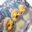 Holiday Ducklings