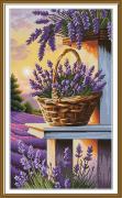Lavender dream
