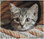 Whiskered Spy