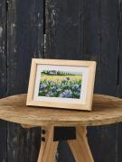 Cornflowers