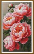 Lush peonies