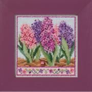 Spring Series - Hyacinths