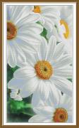 The tenderness of daisies