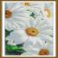 The tenderness of daisies
