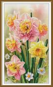 Sunny daffodils