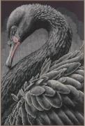 Black swan