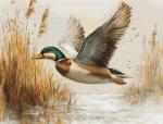 Golden Flight