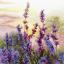 Blooming Lavender