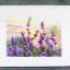 Blooming Lavender