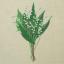 Lily of the valley