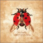 Coccinella Septempunctata