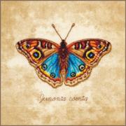 Junonia Coenia