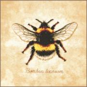 Bombus Lucorum