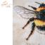 Bombus Lucorum