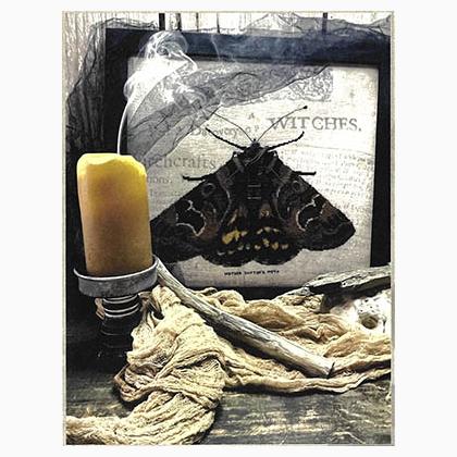 Moth Of Mother Shipton