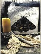 Moth Of Mother Shipton