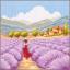 Lavender landscape in Provence