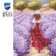 Lavender landscape in Provence