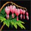 Bleeding Heart