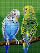 Budgerigar