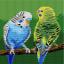 Budgerigar