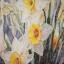 The Tenderness of Daffodills
