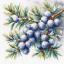 A sprig of juniper