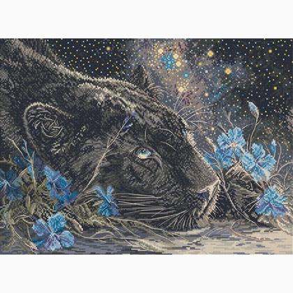 Starry Dreams