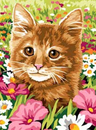 Le champ du chat