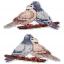Dove and Turtledove