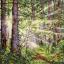 Sunny Forest