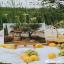 Under the Lemon Tree